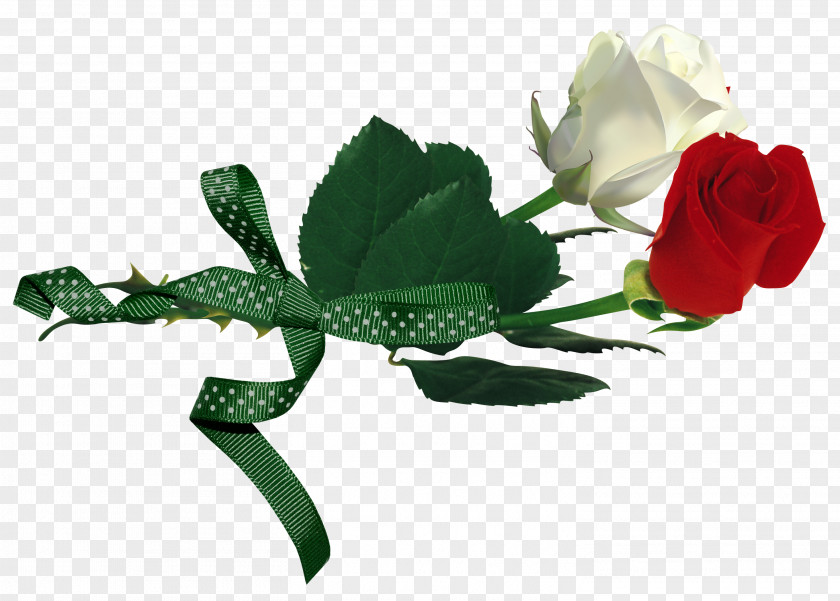 Red And White Roses Rosa Gallica Xd7 Alba PNG