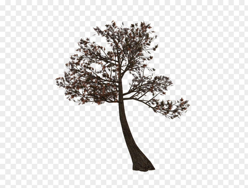 Tree Twig Branch Plant Clip Art PNG