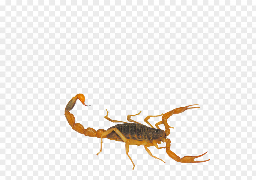 Yellow Scorpion Insect Mesobuthus Martensii Euclidean Vector PNG