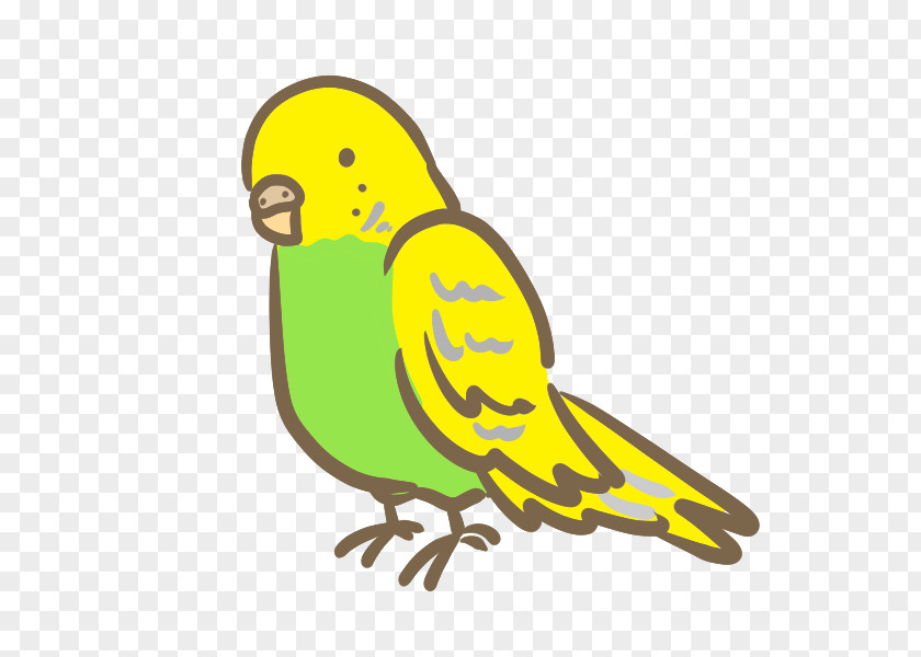 Bird Budgerigar Macaw Parakeet Clip Art PNG