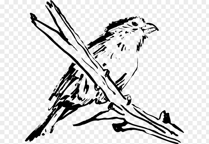 Bird Clip Art Beak Feather Wing PNG