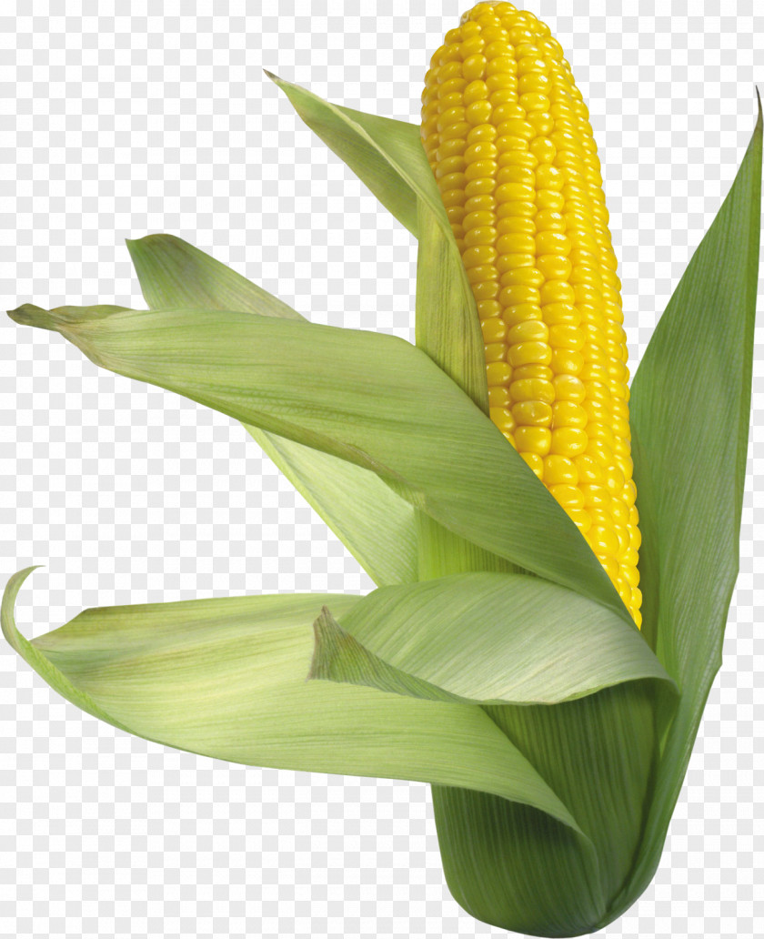 Corn Waxy On The Cob Flint Sweet PNG