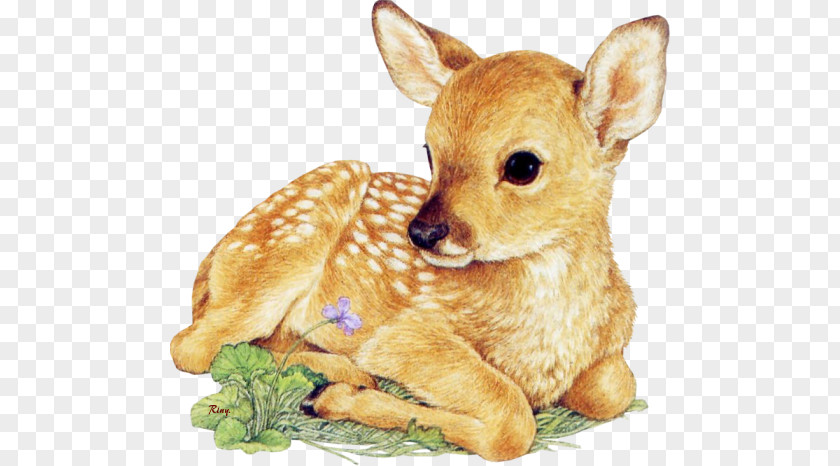 Deer White-tailed Drawing Infant Clip Art PNG