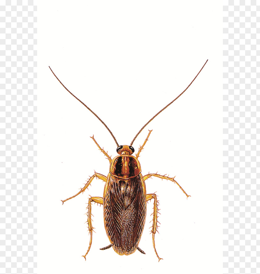 Exterminator Pictures German Cockroach Ant Pest Control PNG