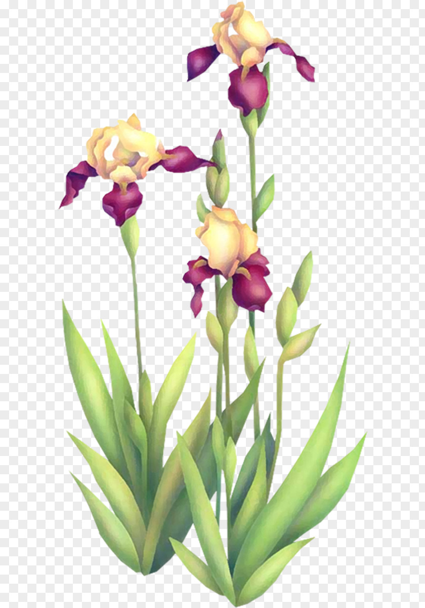 Iris Irises Cut Flowers Floral Design PNG