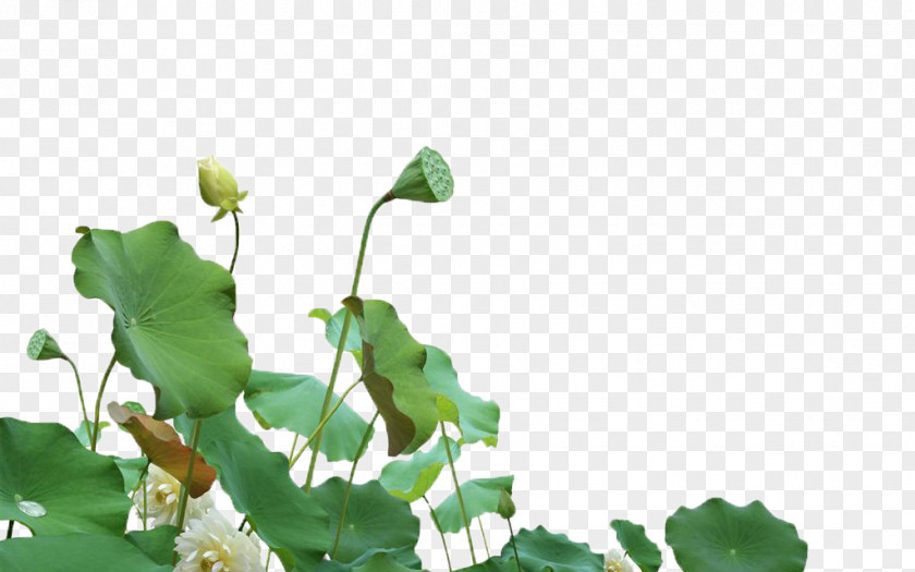 Manchu Lotus Nelumbo Nucifera Download Computer File PNG