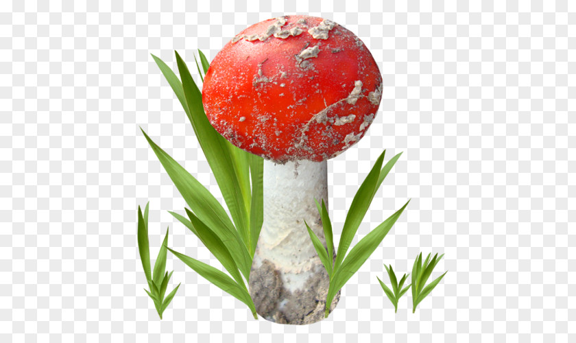 Mushroom Fungus Amanita Pleurotus Eryngii Clip Art PNG