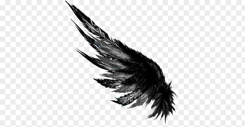 Black Wings PNG wings clipart PNG