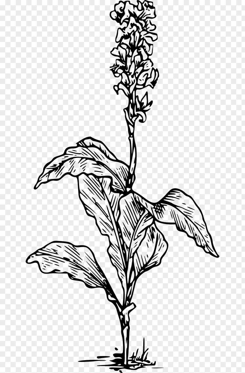Flower Drawing Canna Clip Art PNG