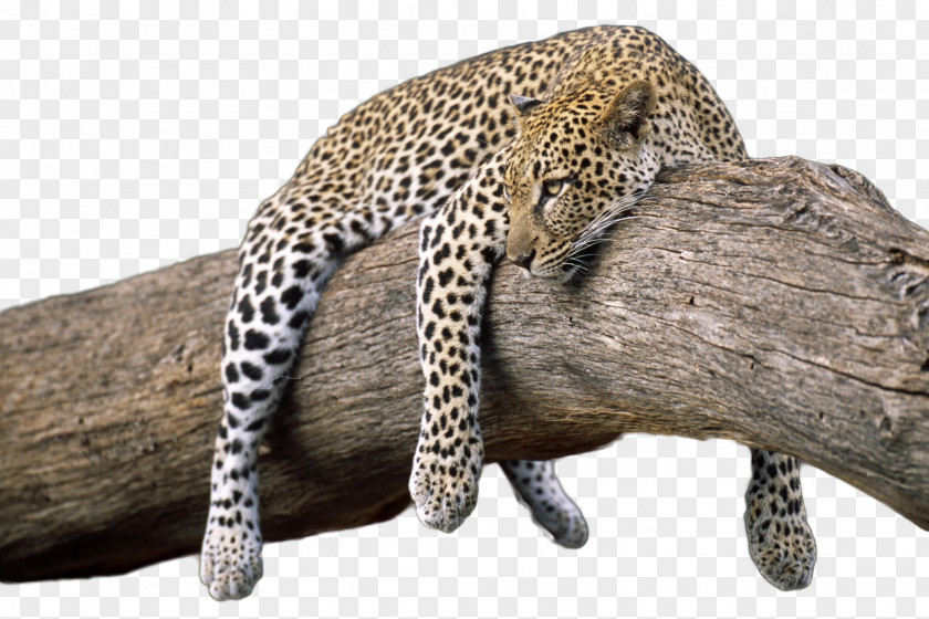 Lazy Cheetah High-definition Video Animal Display Resolution 1080p Wallpaper PNG