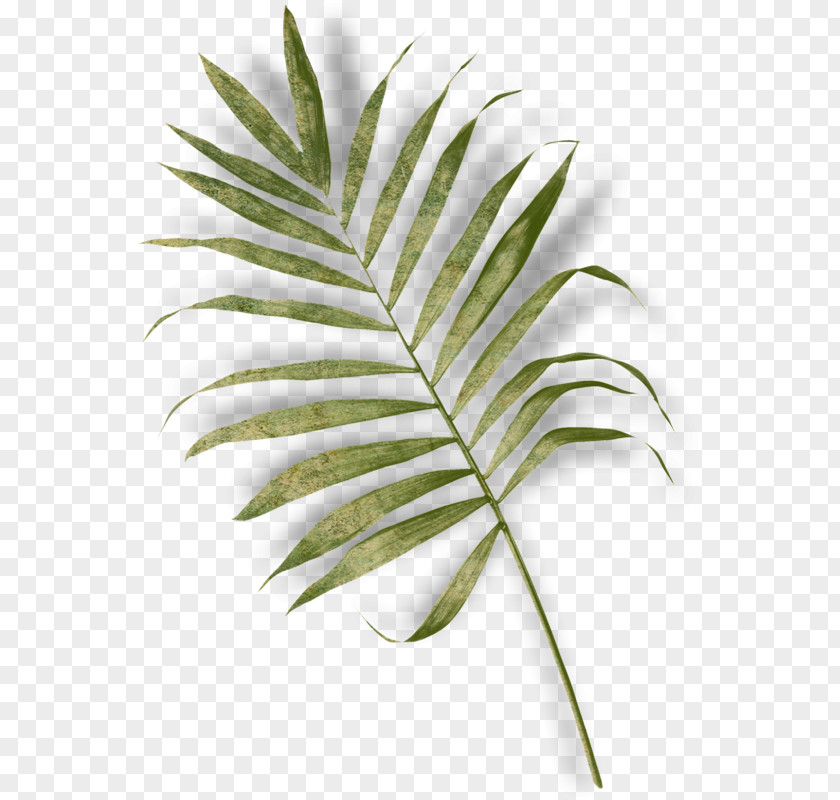 Leaf Arecaceae Fern Plant Stem PNG