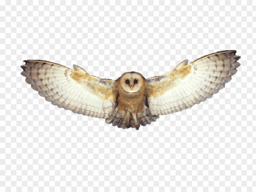 Owl Barn Desktop Wallpaper PNG