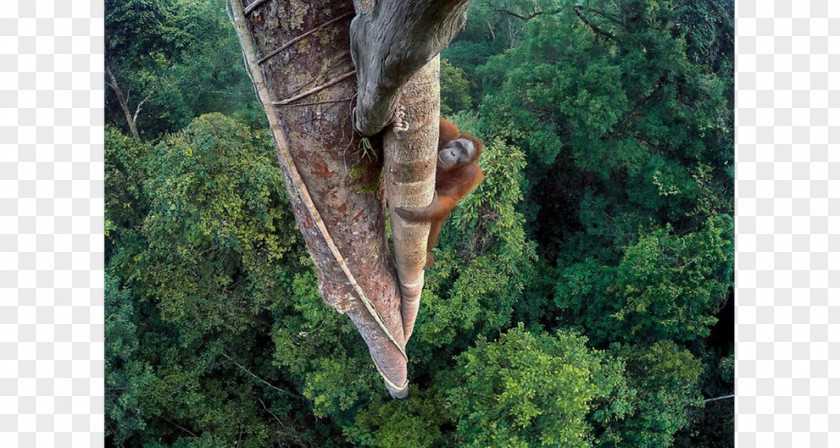 Photographer Wildlife Of The Year Photography Orangutan PNG