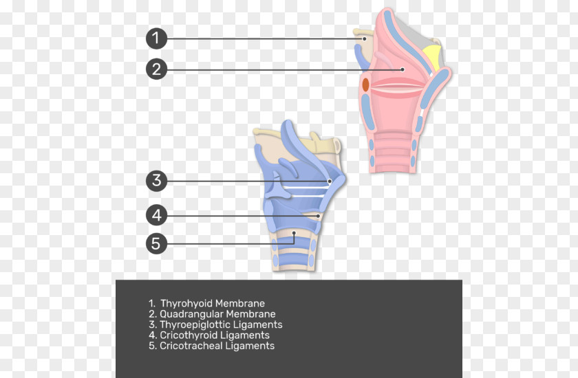 Thyroid Cartilage Thyroepiglottic Ligament Larynx Anatomy Hyoepiglottic PNG