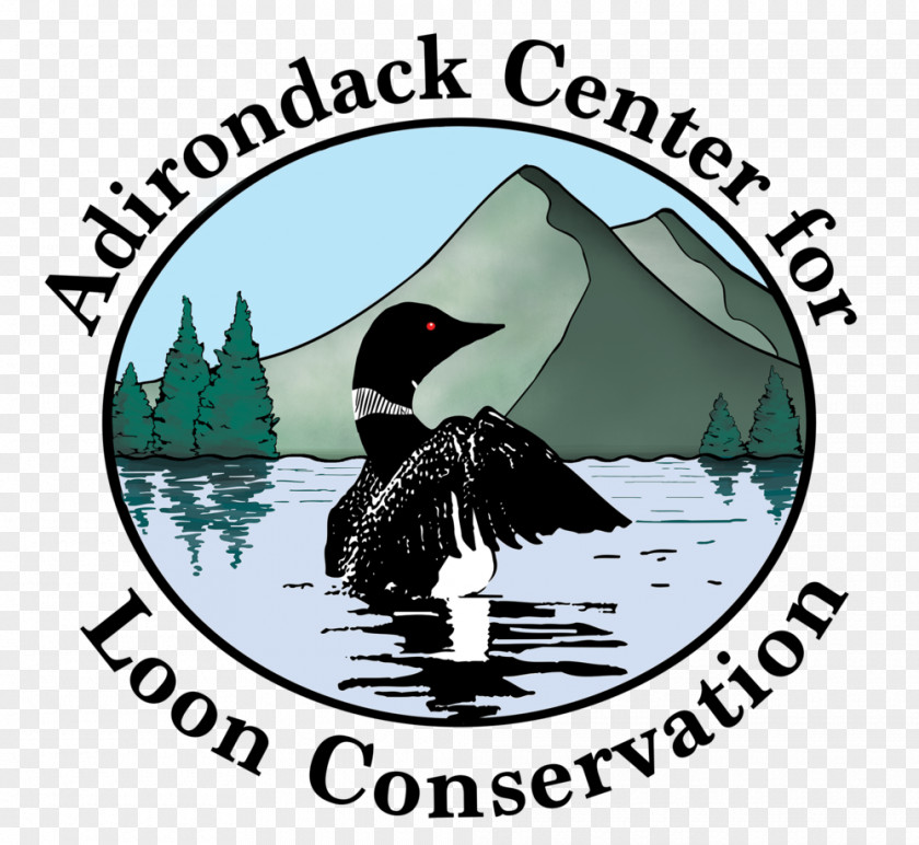 Adirondack Mountains Camps Center For Loon Conservation Loons Water Bird PNG