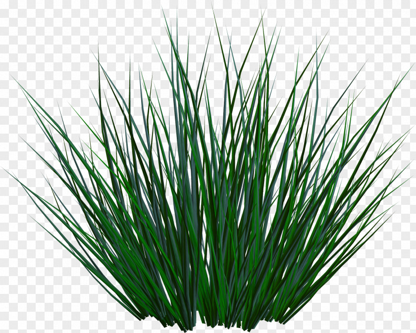 Grass Animation Clip Art PNG