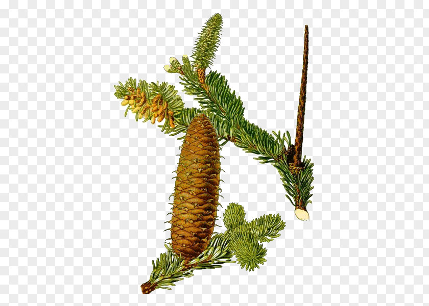 Plants Abies Alba Botany Pine Norway Spruce PNG