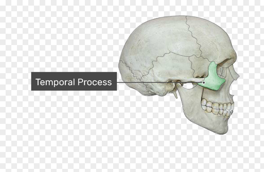 Skull Condyloid Process Coronoid Of The Mandible Zygomatic Temporal Bone PNG