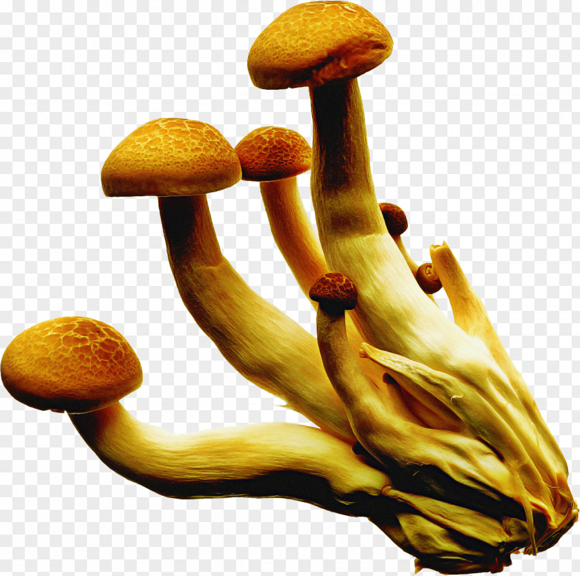 Agaric Agaricomycetes Mushroom Cartoon PNG