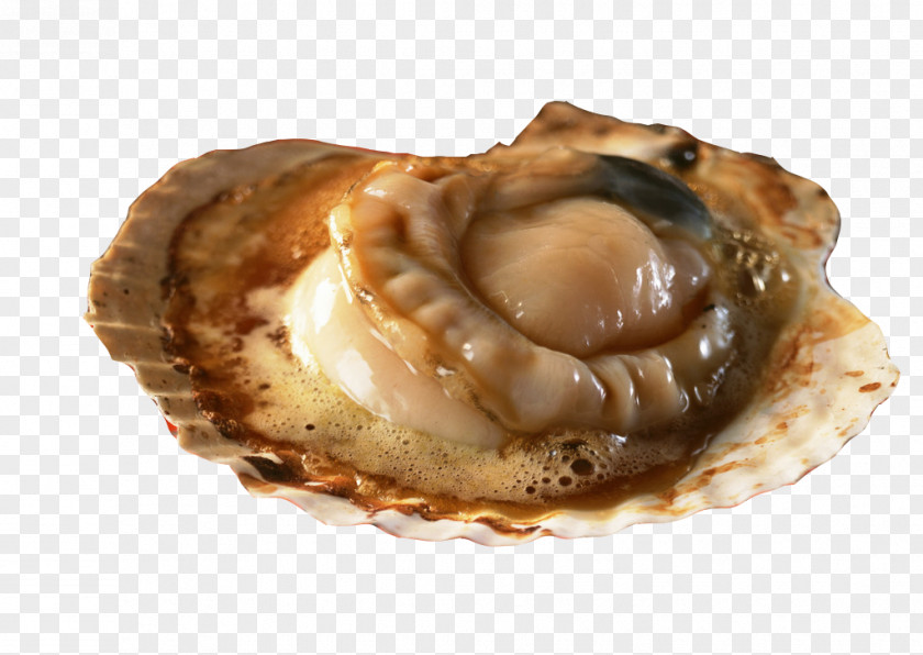 Oyster In The Barbecue Picture Material Hokkaido Seafood Yakitori Japanese Cuisine PNG