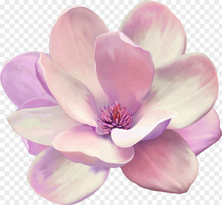 Painting Oil Magnolia Canvas Print Vector Graphics PNG