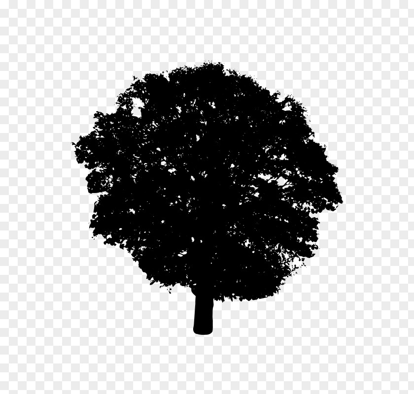 Tree Silhouette Black And White Clip Art PNG