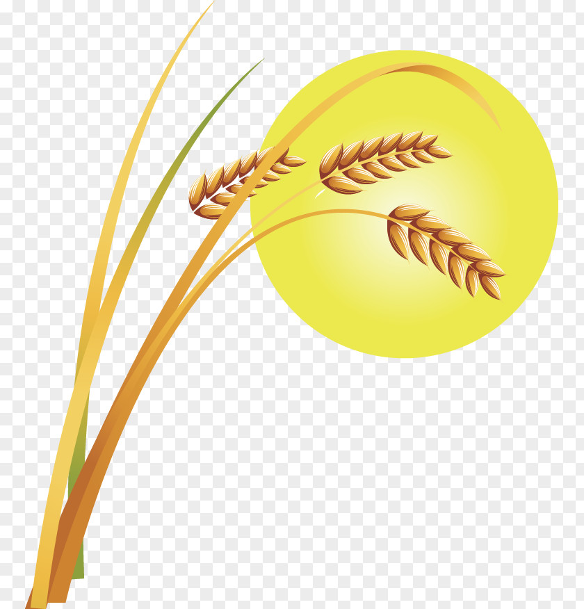 Vector Painted Golden Wheat Grasses PNG