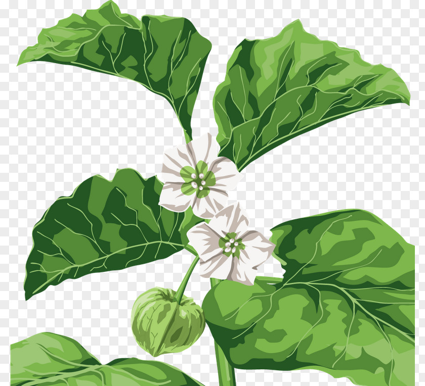 Flower Basil Plant Clip Art PNG