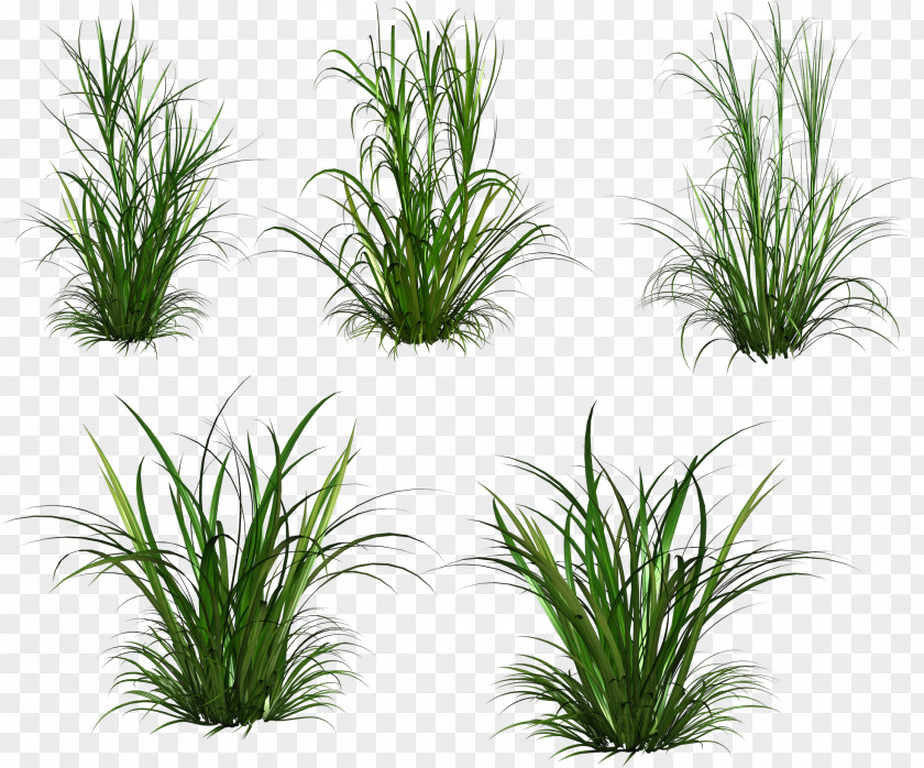 Grass Herbaceous Plant Clip Art PNG