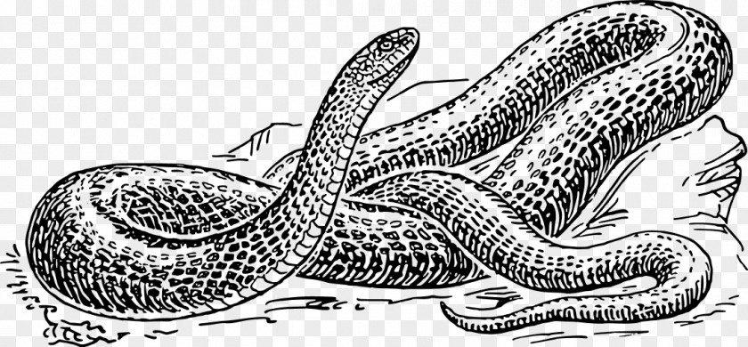 Hand-painted Snake Simulation Reptile Drawing Black And White Clip Art PNG