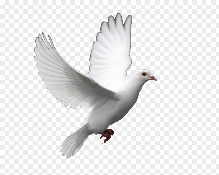 Pigeon Columbidae Bird Doves As Symbols Peace Clip Art PNG
