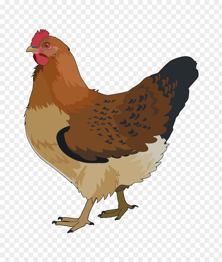 Chicken Rooster Bird Clip Art PNG
