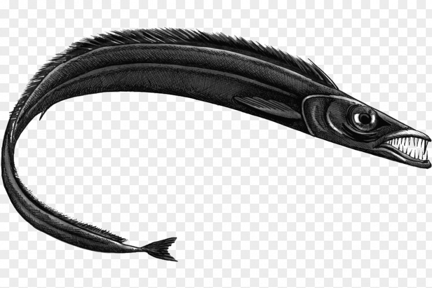 Fish Black Scabbardfish Largehead Hairtail Swordfish Fishing PNG