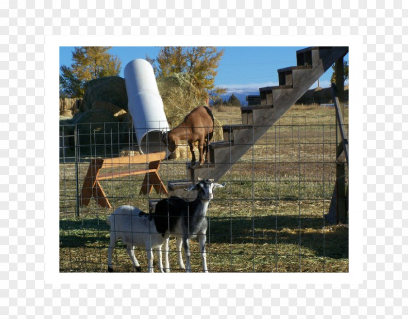 Goat Eat Cattle Ranch Farm Wildlife Pasture PNG