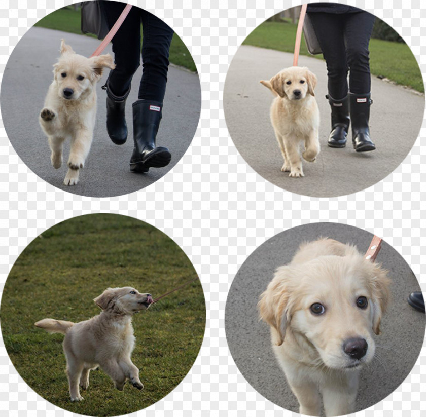 Golden Retriever Dog Breed Companion Sporting Group PNG