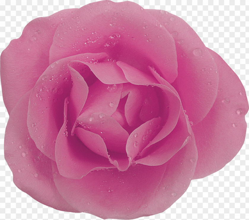 Lilac Rose Purple Painting PNG