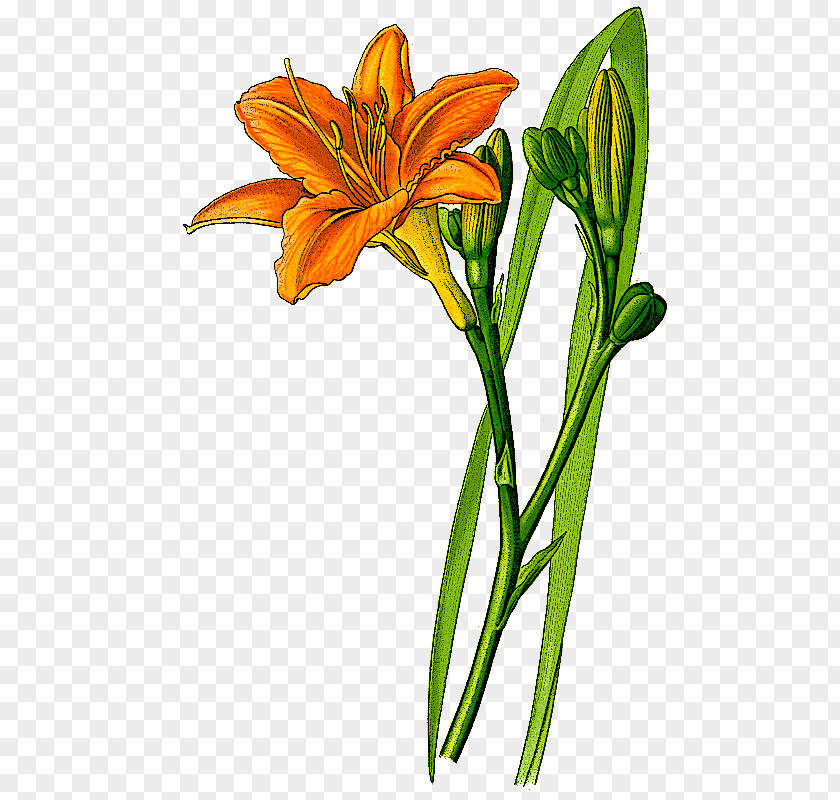Lily Orange Day-lily Yellow Daylily Flower Botanical Illustration Clip Art PNG