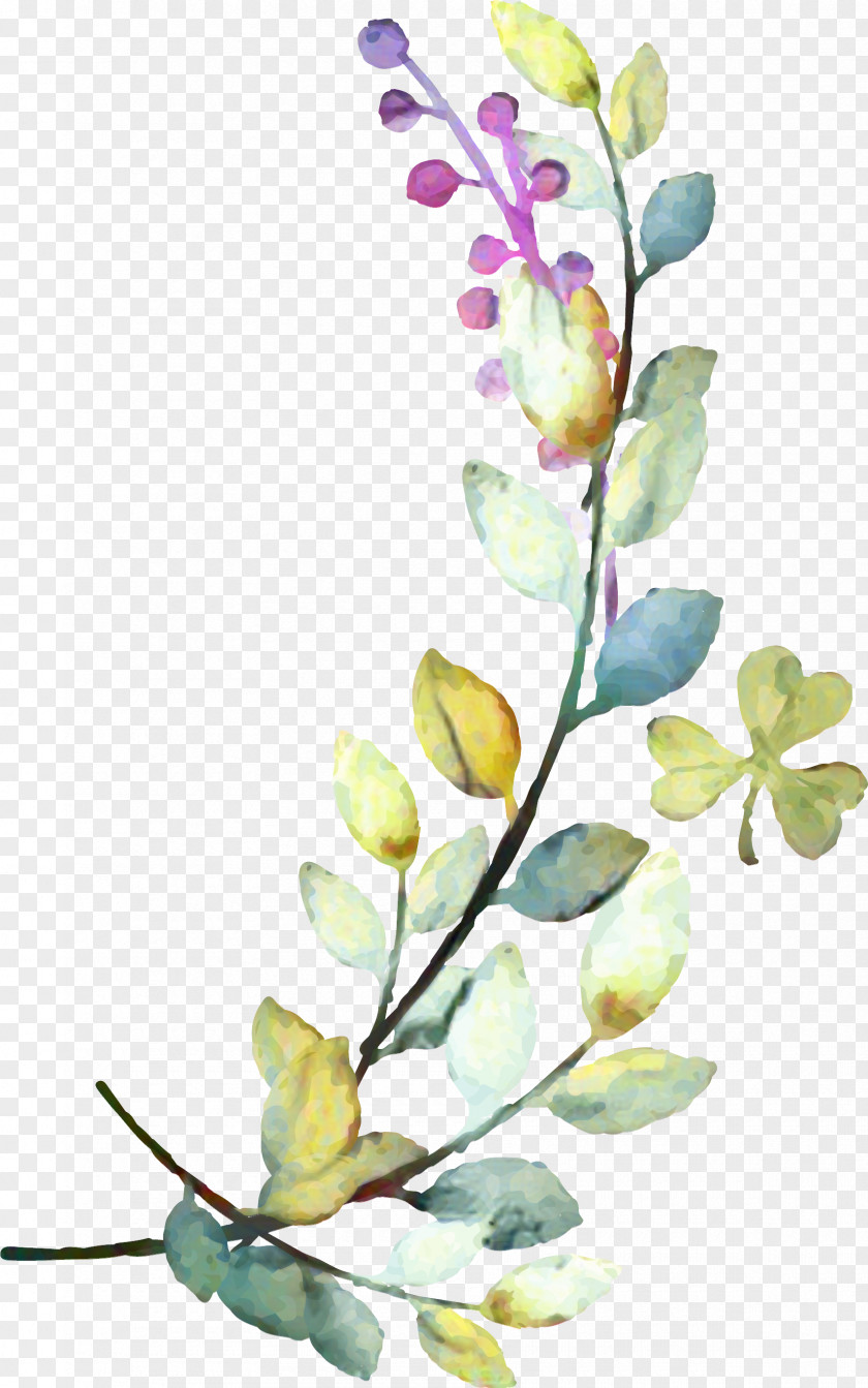 Magnolia Family Flowers Background PNG