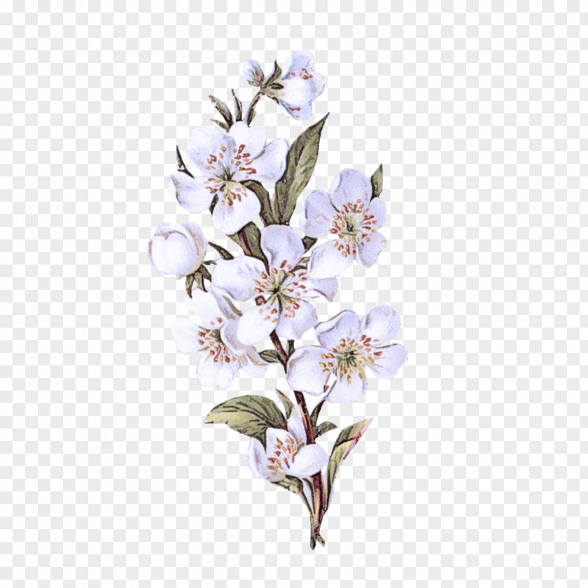 Magnolia Twig Cherry Blossom PNG