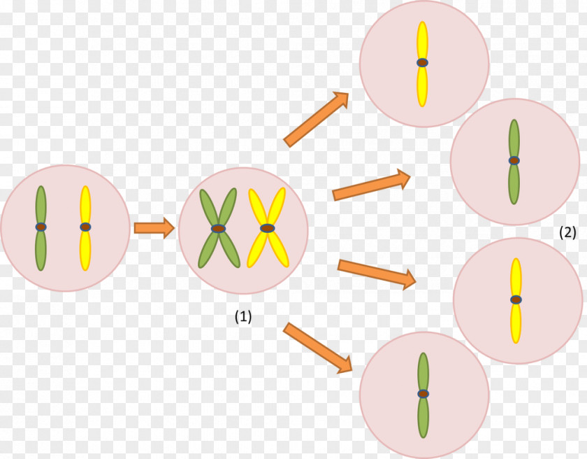 Meiosis Chromosome Cell Genetics Gene Duplication PNG