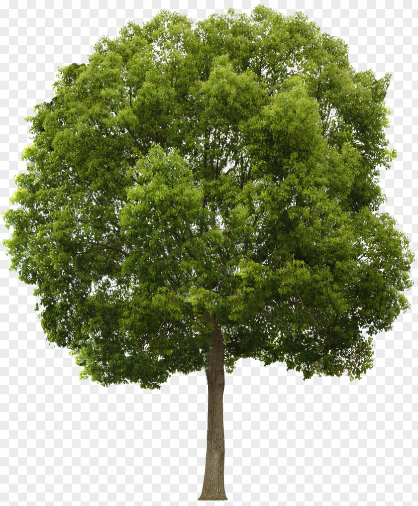 Photoshop Tree Alpha Compositing Clip Art PNG