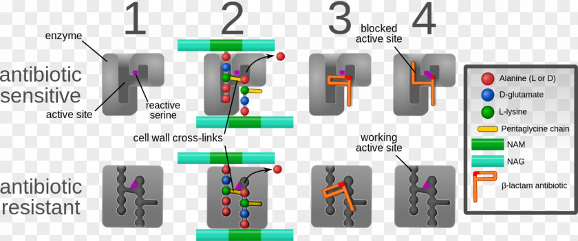 Resistance β-lactam Antibiotic Antimicrobial Antibiotics Beta-lactam PNG