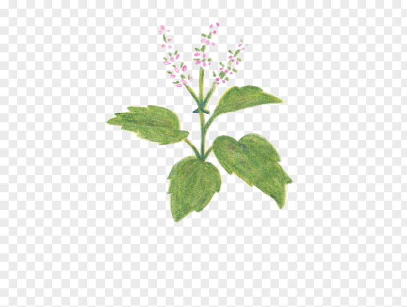 Basil Holy Image Herb PNG