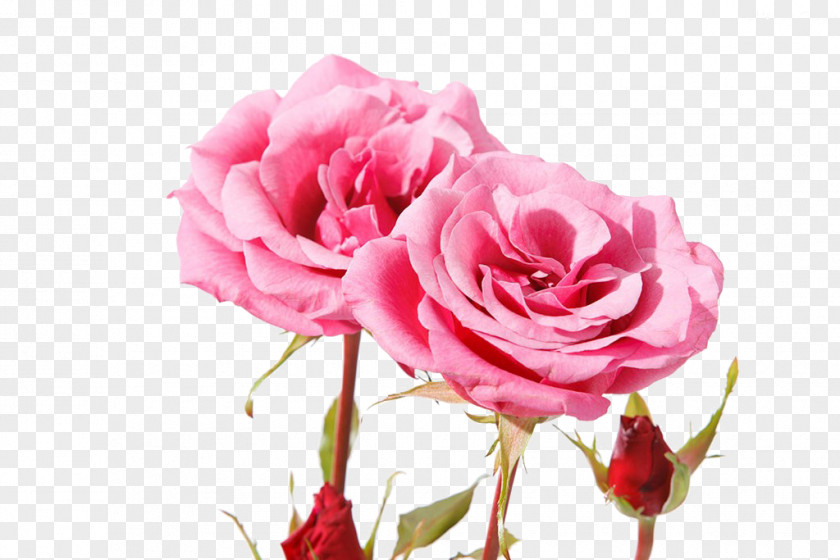 Beautiful Pink Rose Garden Roses Centifolia Beach Petal PNG