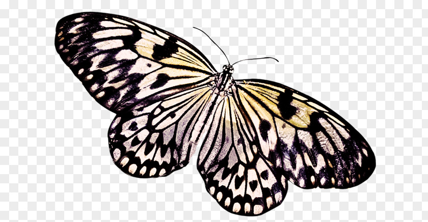 Butterfly Insect PNG