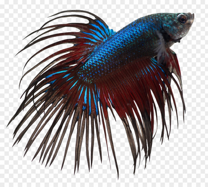 Fish Siamese Fighting Aquarium Fishkeeping Discus PNG