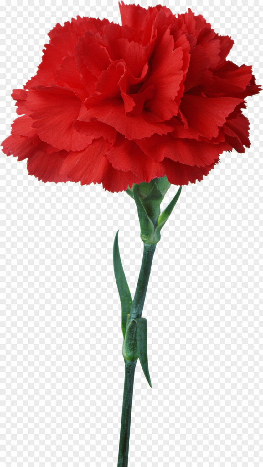 Mother's Day Carnation Flower Red Floristry Clip Art PNG