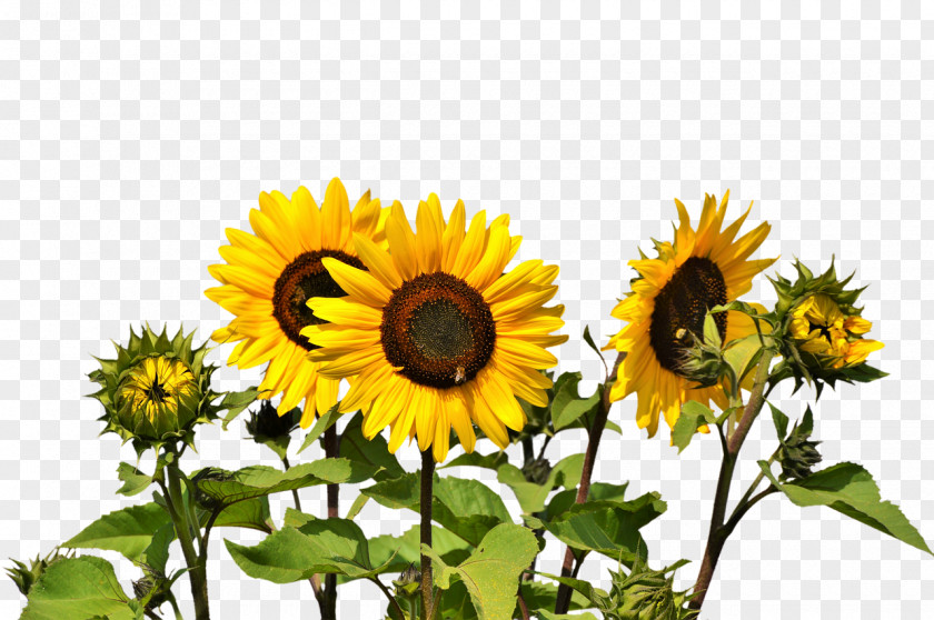 Sunflower Oil Common Clip Art PNG