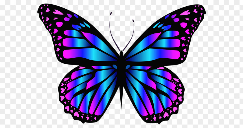 Butterfly Insect Blue Clip Art PNG