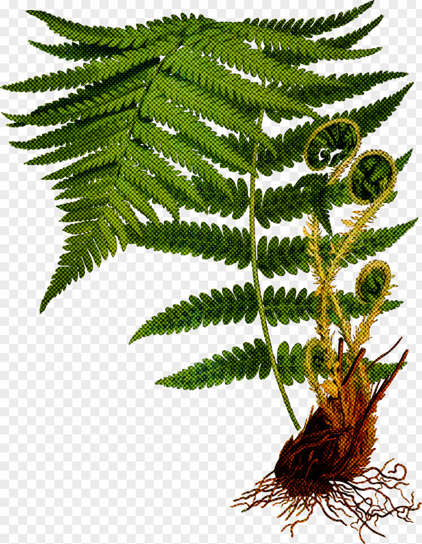 Fern PNG